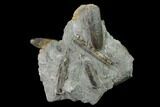 Fossil Belemnite (Paxillosus) Cluster - Mistelgau, Germany #139130-1